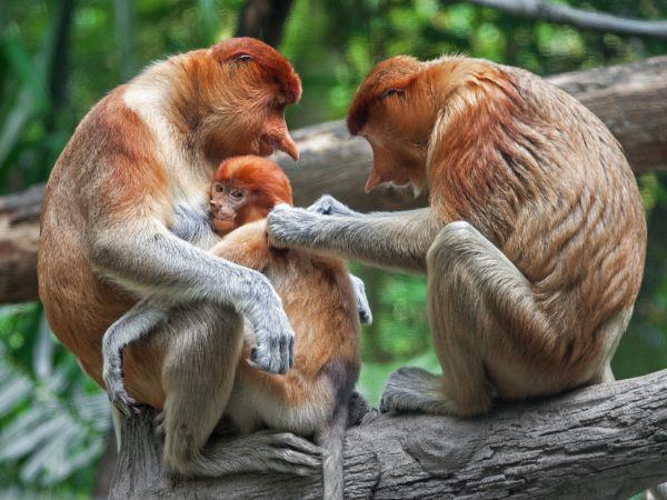 Borneo family holiday for all ages