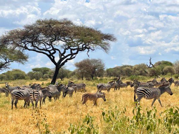 Tanzania family holiday for all ages