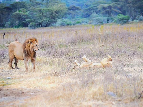 Serengeti small group tour, Tanzania