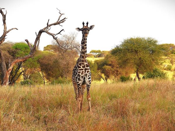 Serengeti small group tour, Tanzania