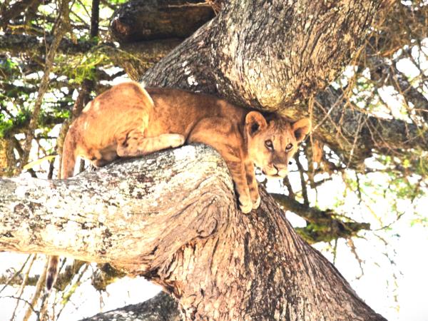 Tanzania green season guided safari holiday