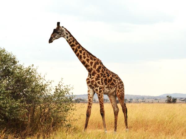 Tanzania green season guided safari holiday