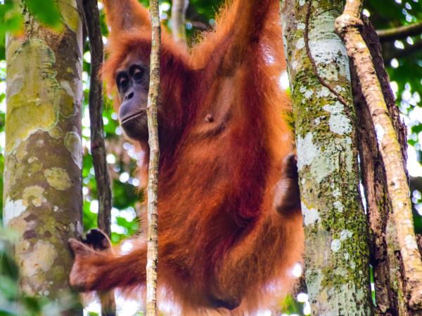 Highlights of Sumatra small group holiday