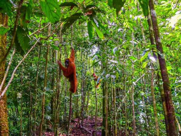 Highlights of Sumatra small group holiday