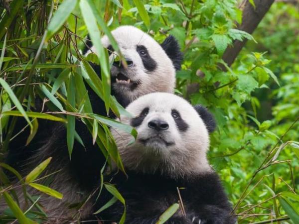 China tour, Beijing to Chengdu