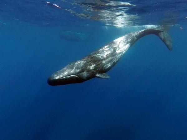 Blue whale watching in the Azores, Pico Island