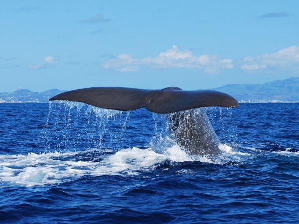Blue whale watching in the Azores, Pico Island