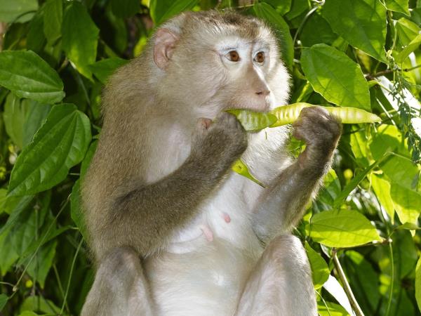 Thailand nature tour