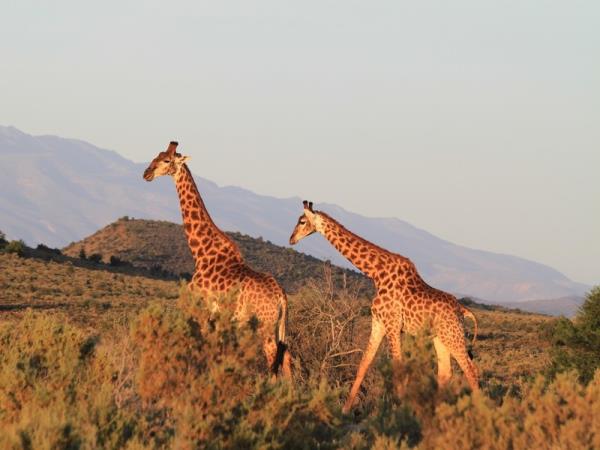 Cape Town to Johannesburg self drive holiday