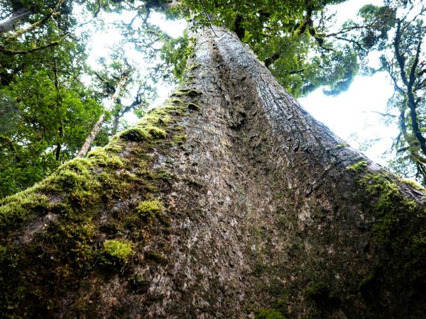 Wild heart of Costa Rica holiday