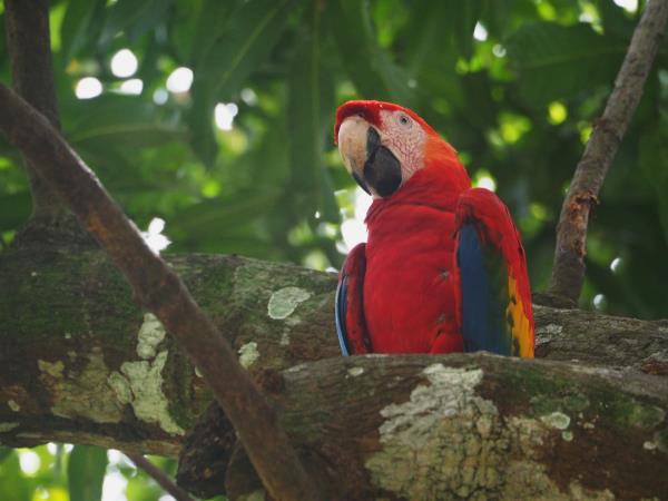 Wild heart of Costa Rica holiday