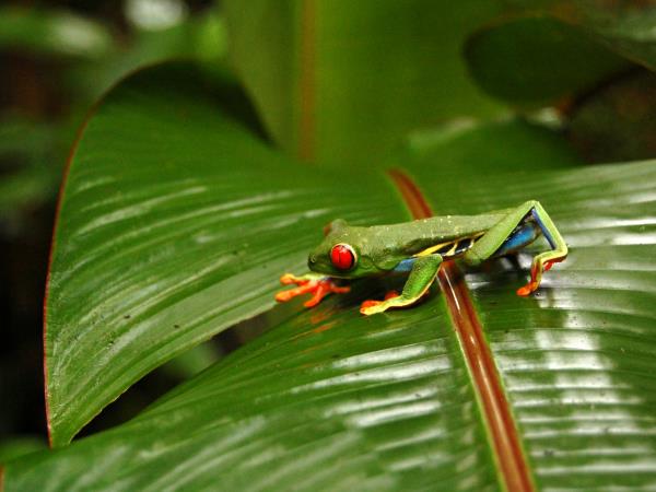 Wild heart of Costa Rica holiday