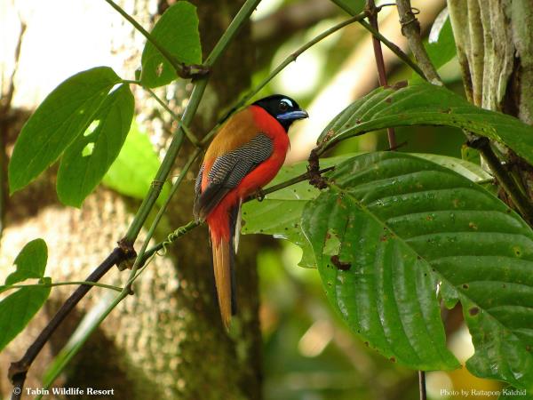 Borneo ultimate bird watching holiday
