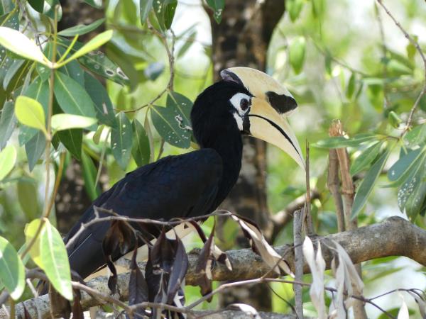 Borneo ultimate bird watching holiday