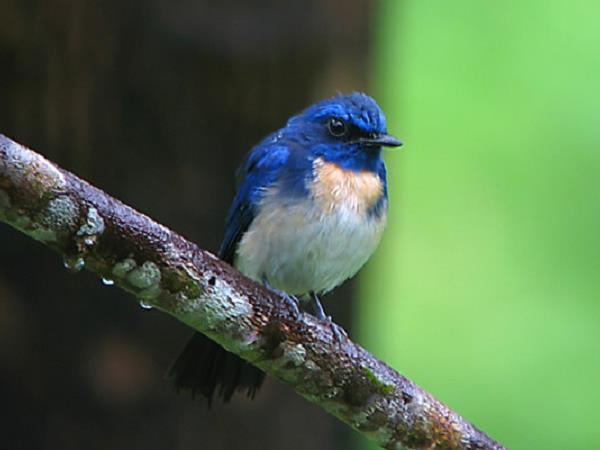 Borneo ultimate bird watching holiday