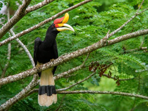 Borneo ultimate bird watching holiday