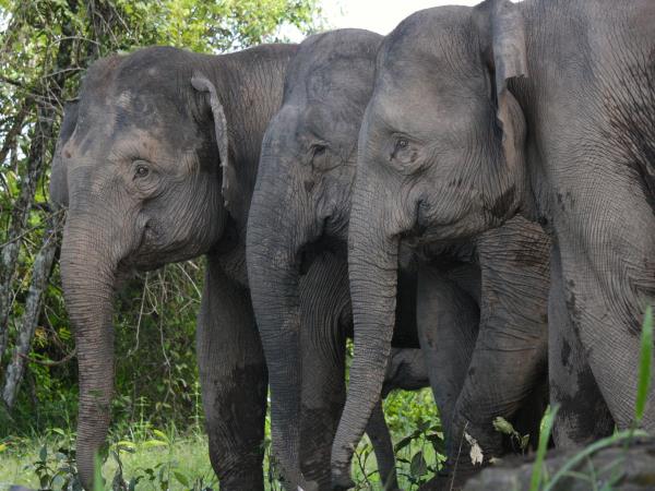 Borneo tailor made tour on a shoestring