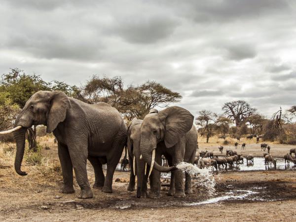Serengeti great migration safari, Tanzania