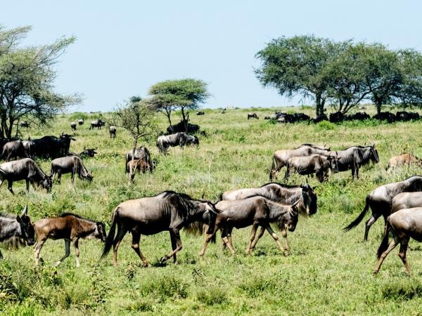 Serengeti great migration safari, Tanzania