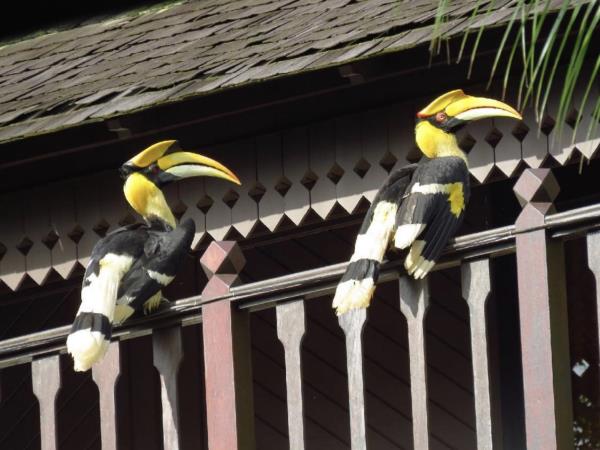 Peninsular Malaysia birdwatching holiday