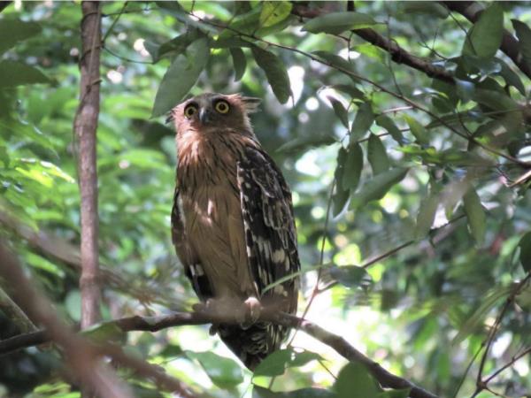 Peninsular Malaysia birdwatching holiday