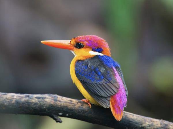 Peninsular Malaysia birdwatching holiday