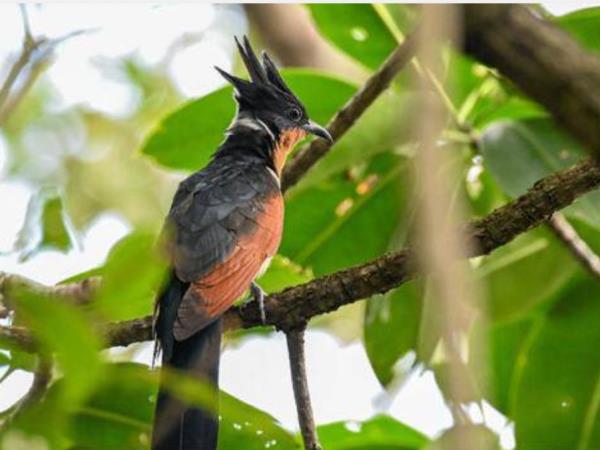 Peninsular Malaysia birdwatching holiday