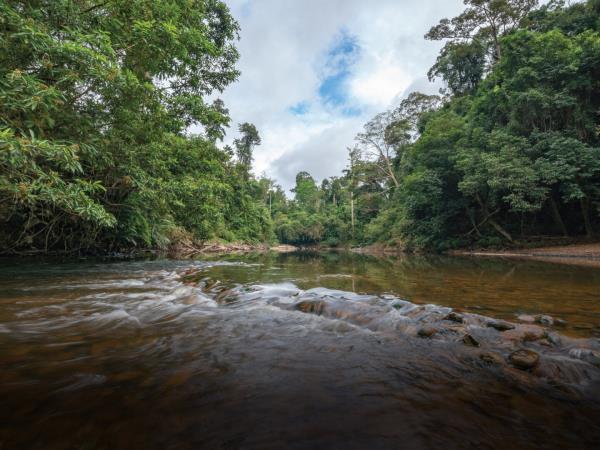 Peninsular Malaysia birdwatching holiday