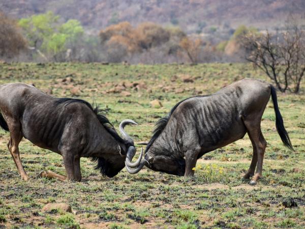 Kwa Zulu Natal self drive South Africa holiday