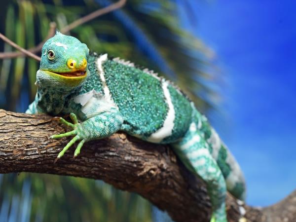 Fiji holidays, island hopping tour