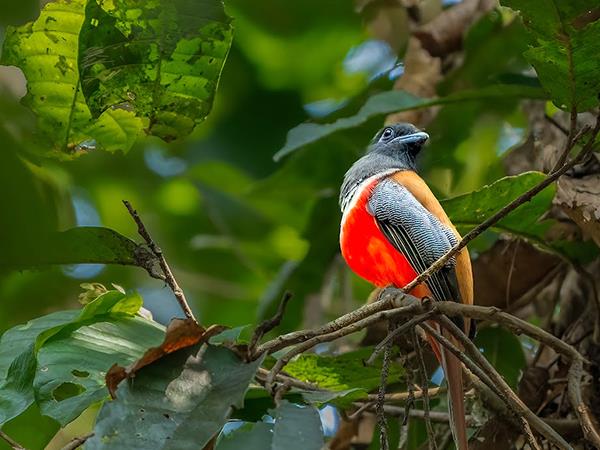 Luxury Kerala birding & nature tour