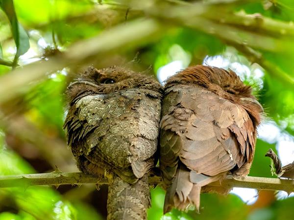 Luxury Kerala birding & nature tour