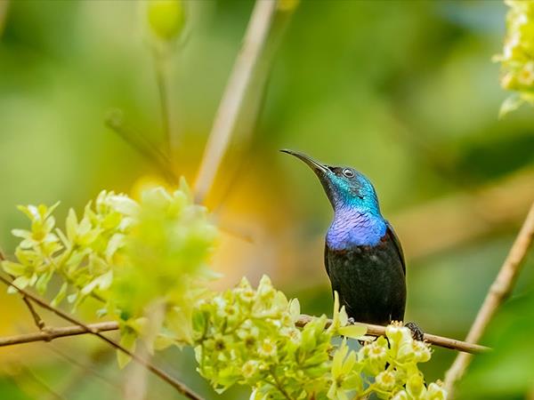 Luxury Kerala birding & nature tour