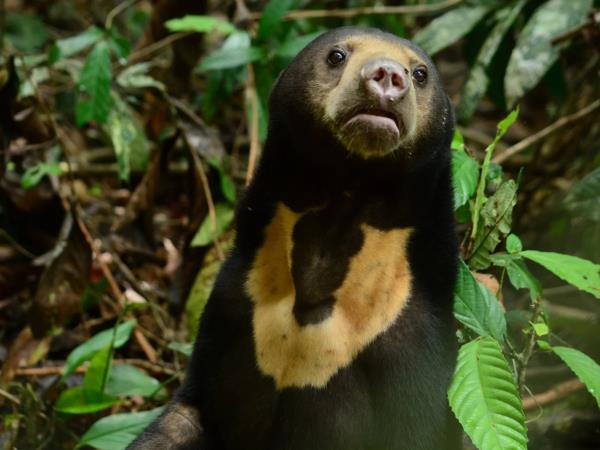 Borneo tailor made tour on a shoestring