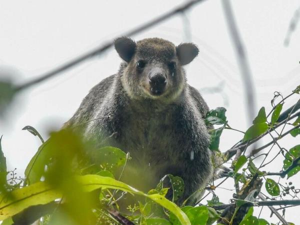 West Papua wildlife holiday