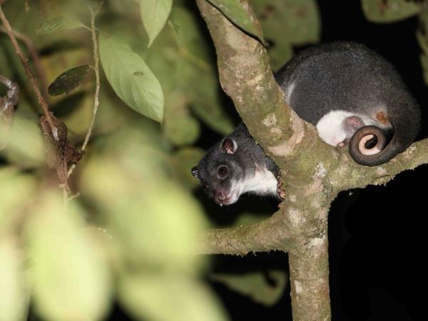 West Papua wildlife holiday