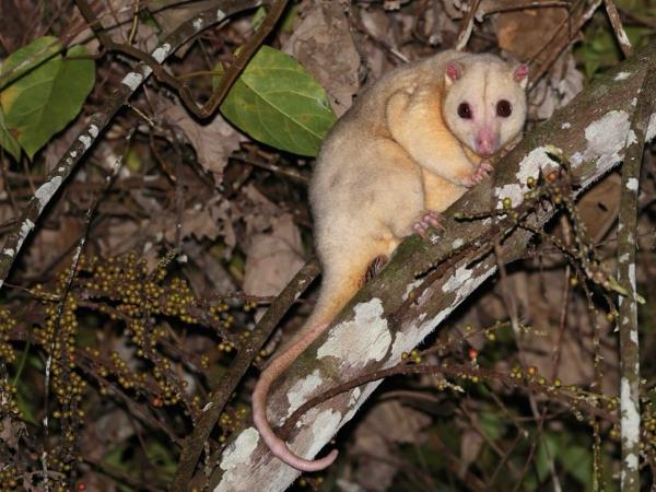 West Papua wildlife holiday