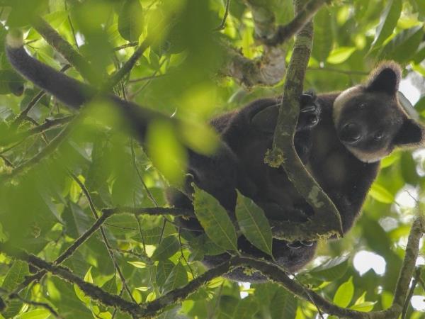 West Papua wildlife holiday