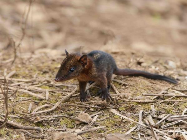 West Papua wildlife holiday
