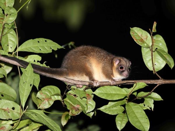 West Papua wildlife holiday