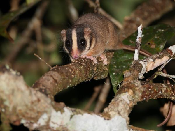 West Papua wildlife holiday
