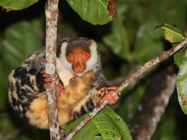 West Papua wildlife holiday