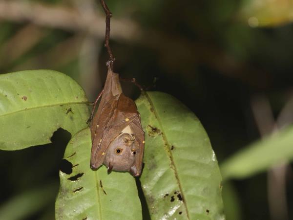 West Papua wildlife holiday