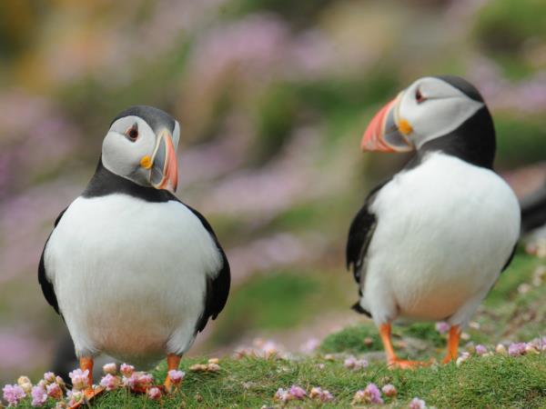 Scotland, Faroe Islands & Iceland cruise