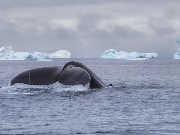 Svalbard, Greenland & Iceland Arctic cruise