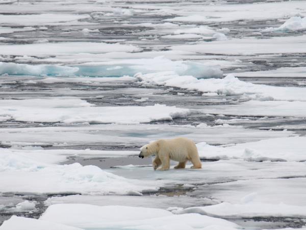 Svalbard, Greenland & Iceland Arctic cruise
