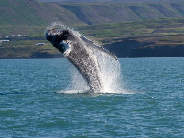 Iceland cruise, fire & ice