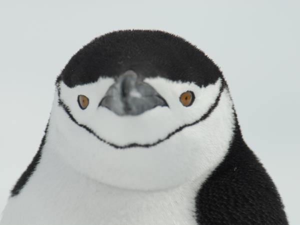 Antarctic Peninsula expedition cruise, 11 days