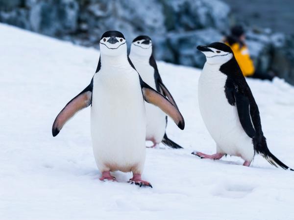 Antarctic Peninsula expedition cruise, 11 days