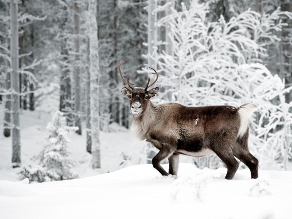 Northern Lights and wildlife holiday in Swedish Lapland